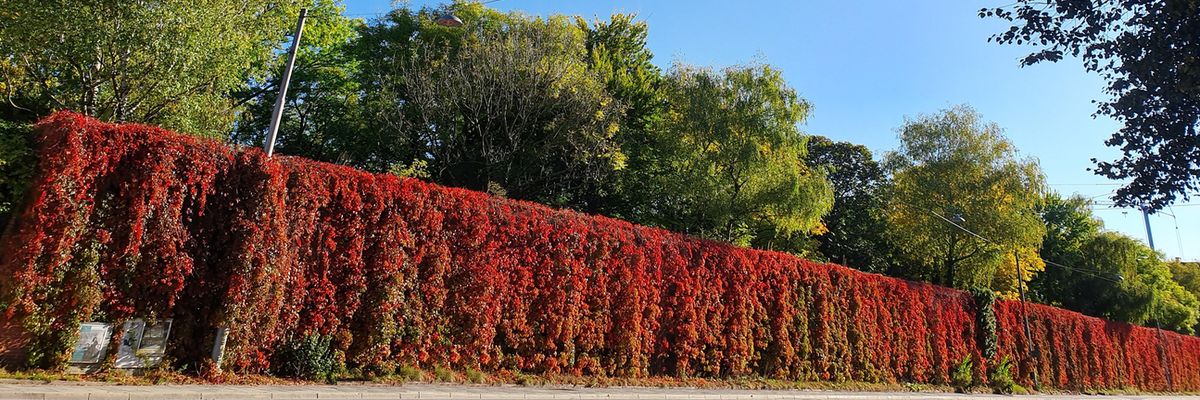 München Alter Südfriedhof, Friedhofsmauer in herbstlichem Gewand, aufgenommen am 12. Oktober 2019, © Bildrechte liegen bei Kindertafel-Glockenbach e.V. 